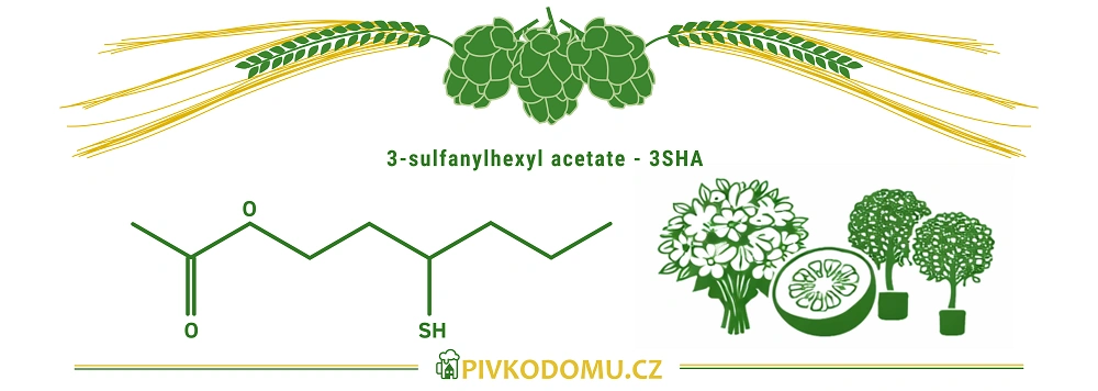 Schéma 3-sulfanylhexyl acetátu 3SHA s chmelem a květinově-citrusovým aromatem